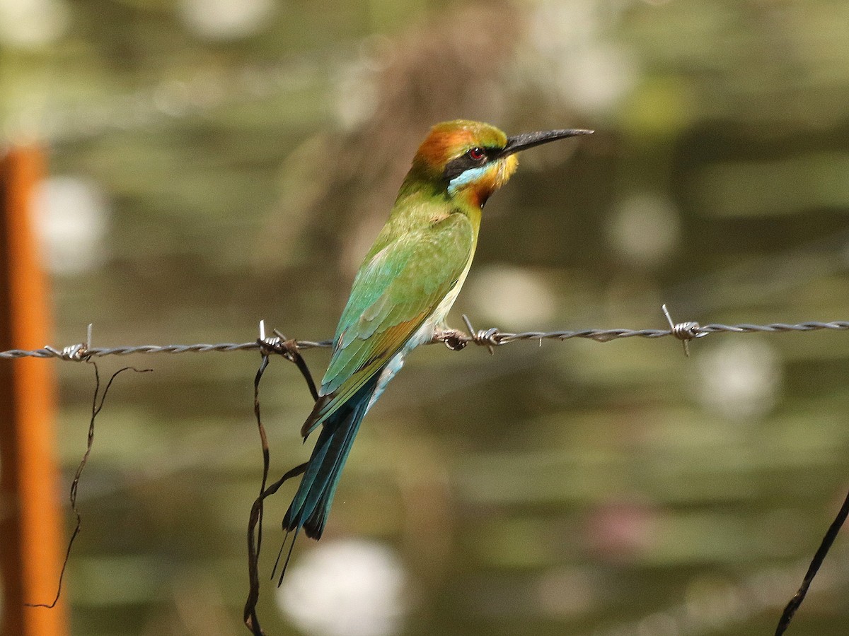 Rainbow Bee-eater - ML227357961