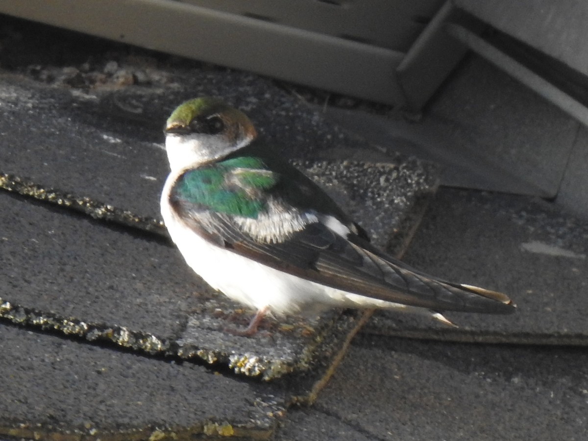 Violet-green Swallow - ML227359221