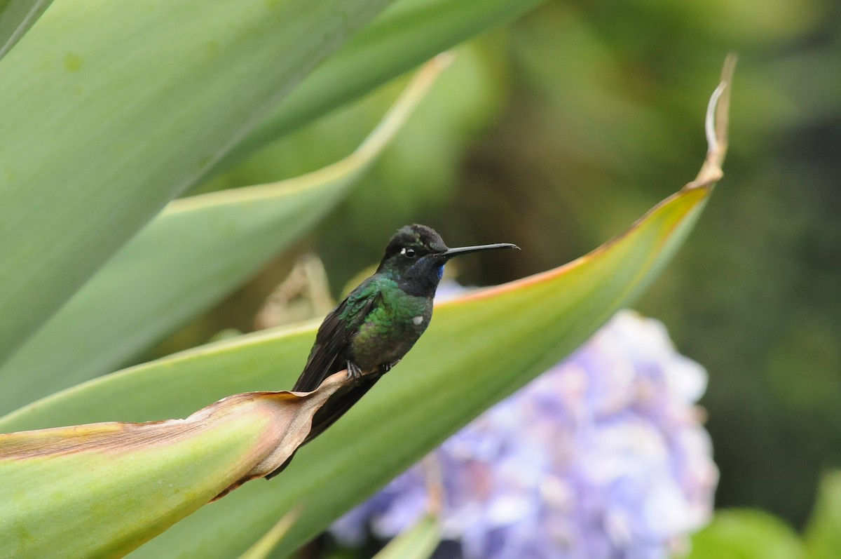 Talamanca Hummingbird - ML227362481