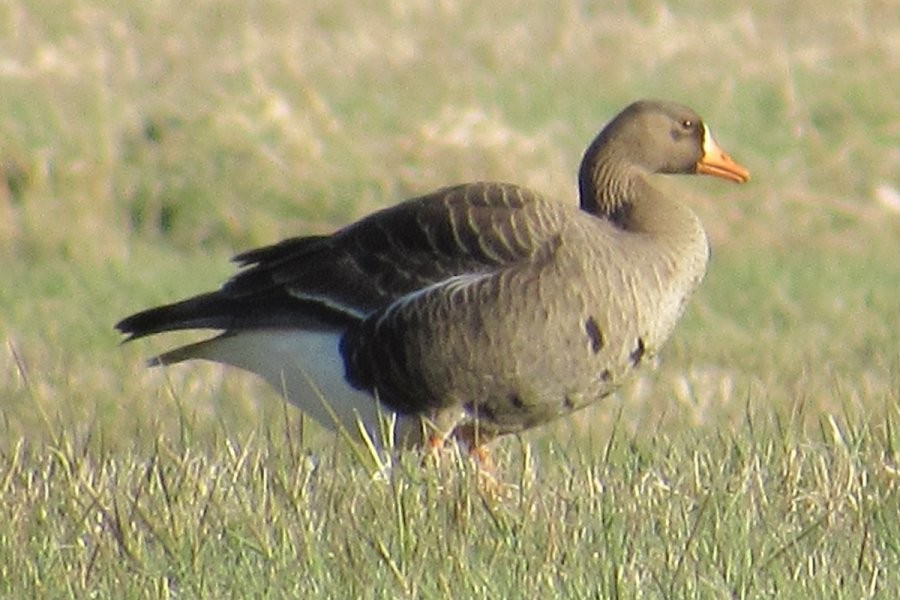 Greater White-fronted Goose - Larry Neily