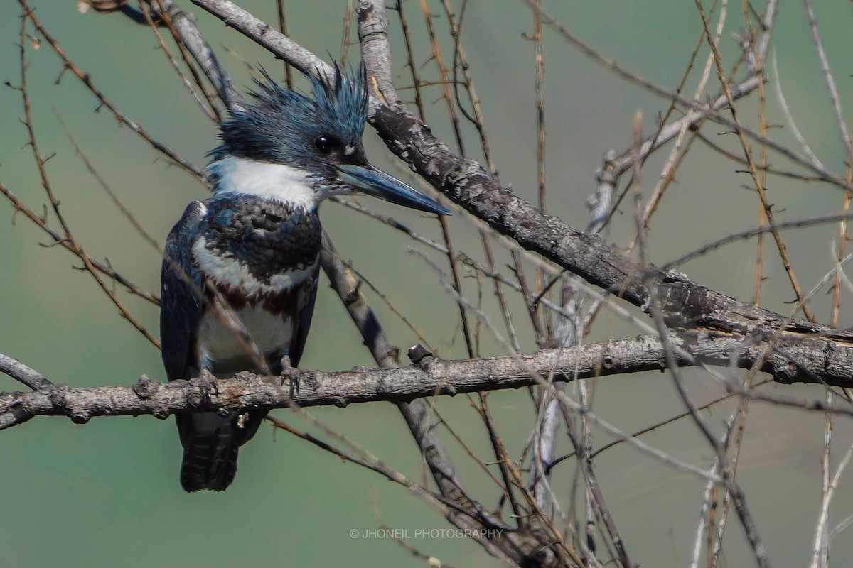 Belted Kingfisher - Jhoneil Centeno