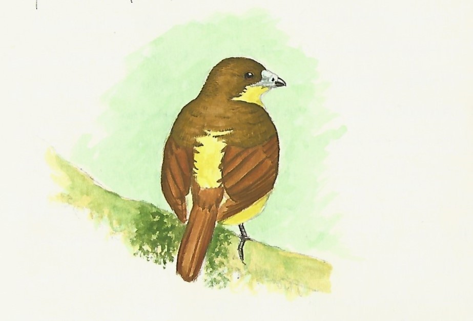 Yellow-breasted Satinbird - ML227367291