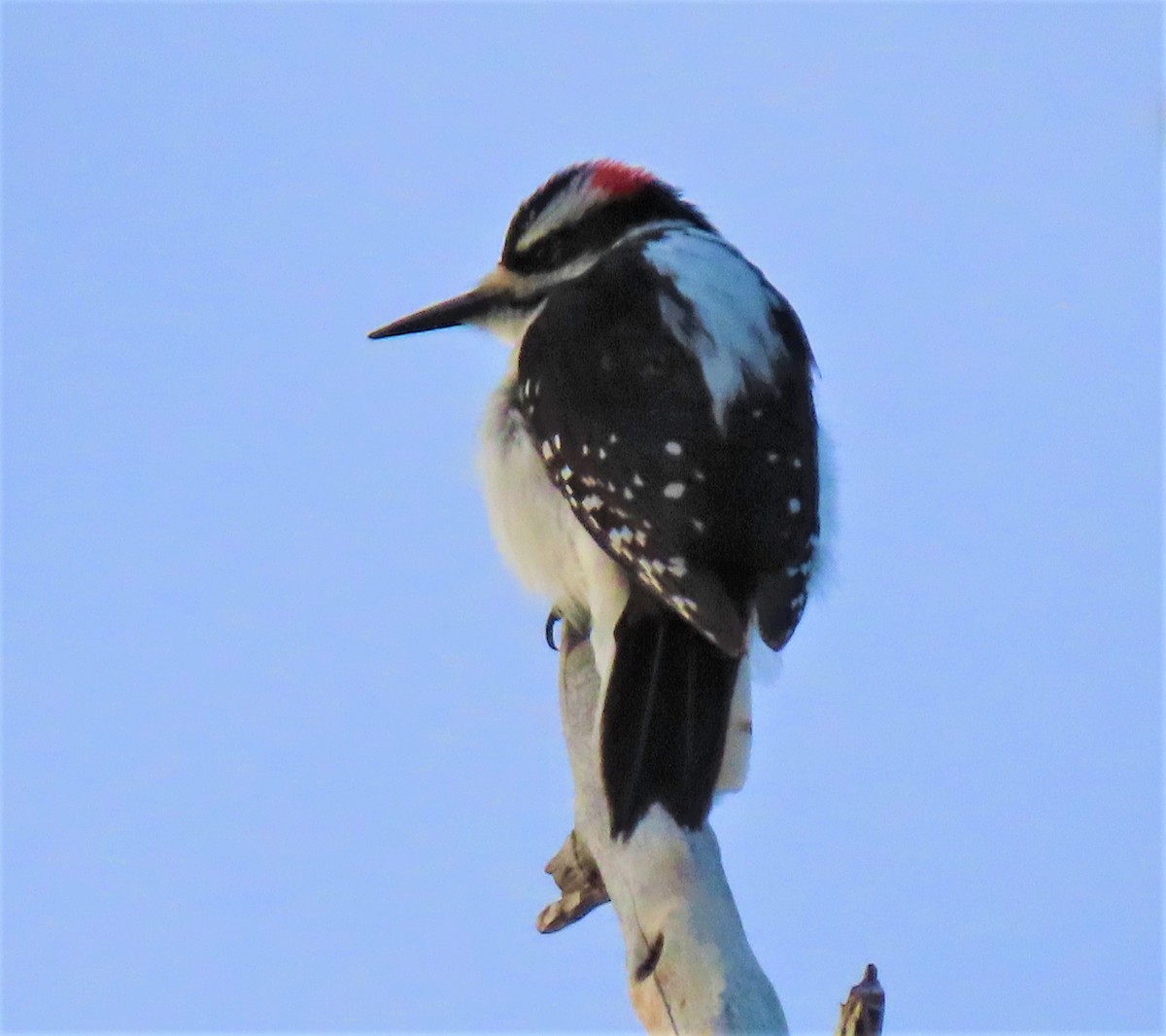 Hairy Woodpecker - Jan Thom