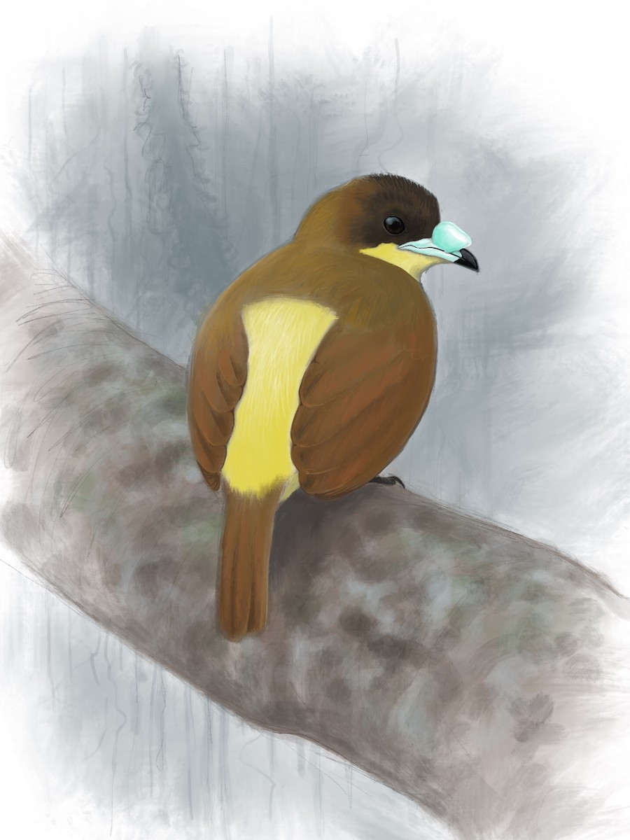 Yellow-breasted Satinbird - Peter Burke