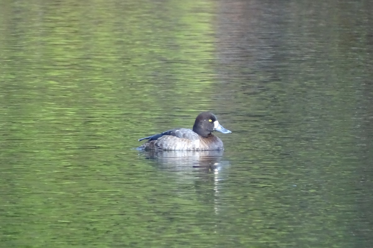 Greater Scaup - ML22737241