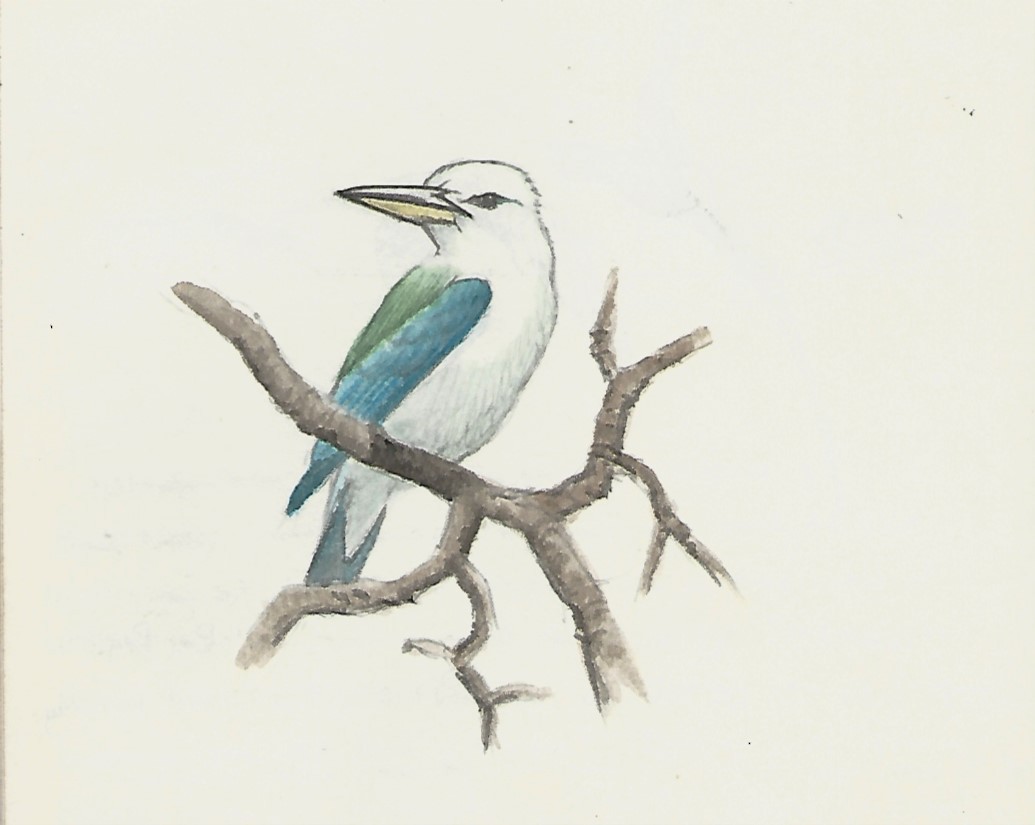 Beach Kingfisher - Peter Burke