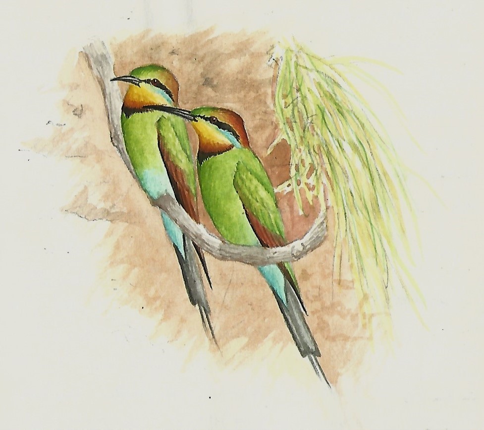 Rainbow Bee-eater - Peter Burke