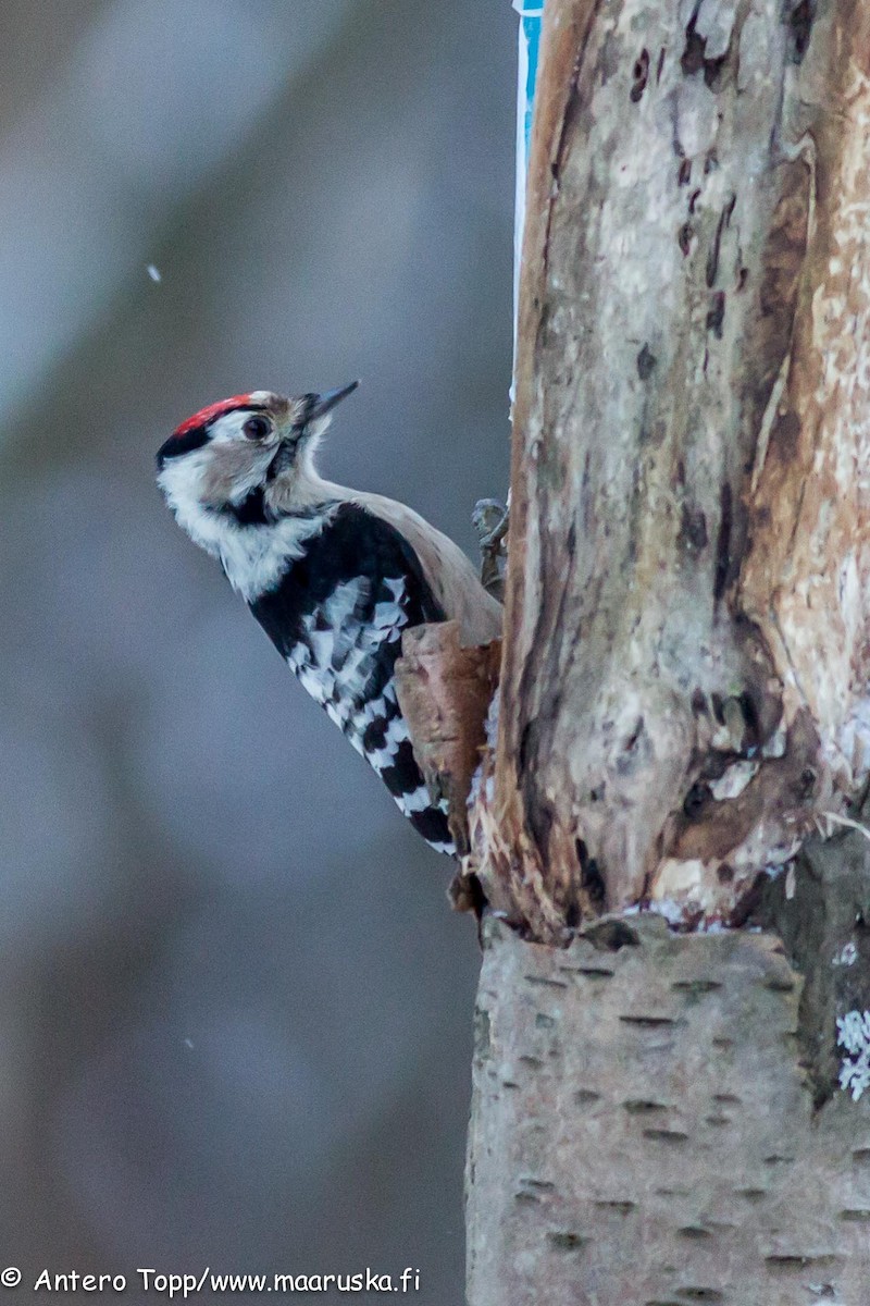 Lesser Spotted Woodpecker - Antero Topp