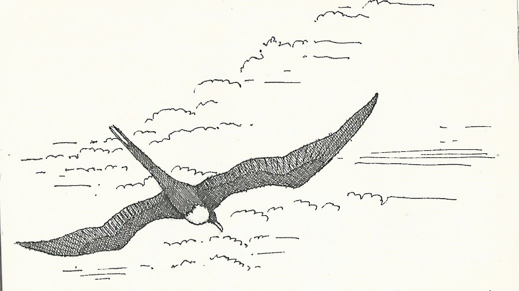 Lesser Frigatebird - Peter Burke