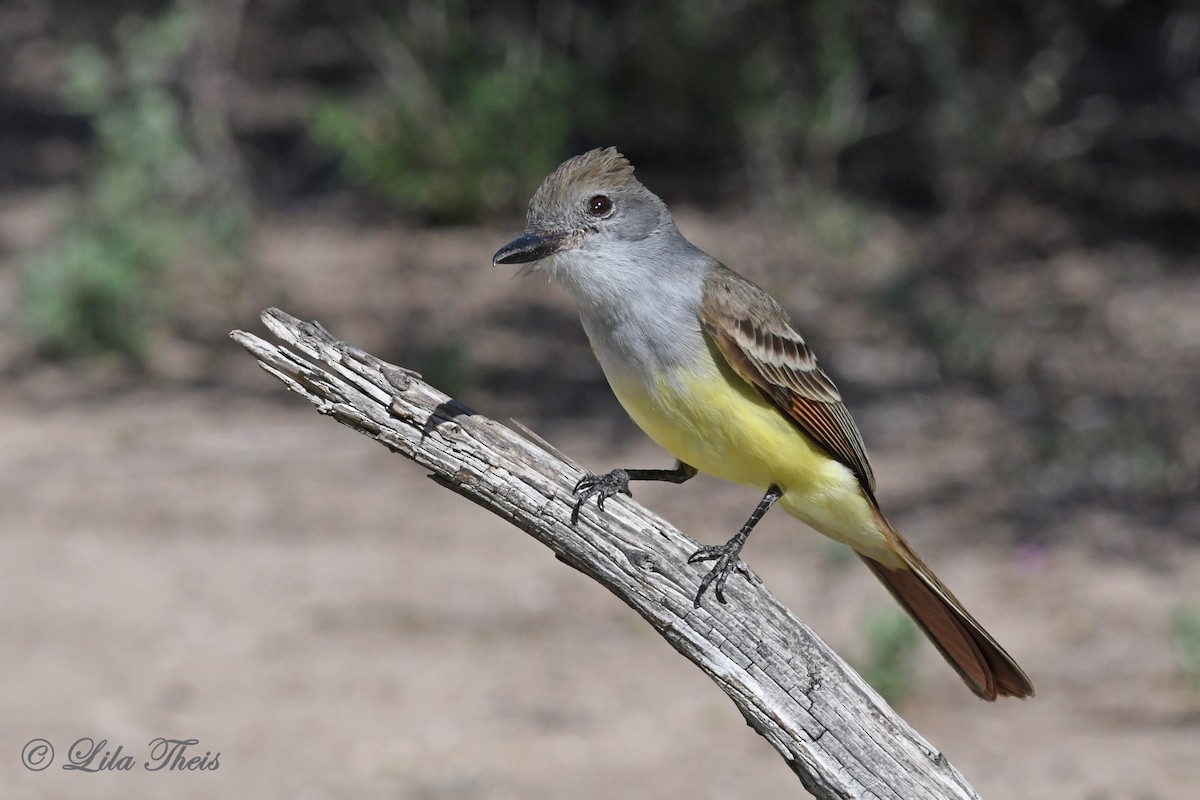 Brown-crested Flycatcher - Lila Theis