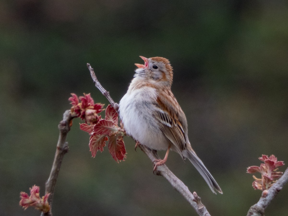 Field Sparrow - Alina Martin