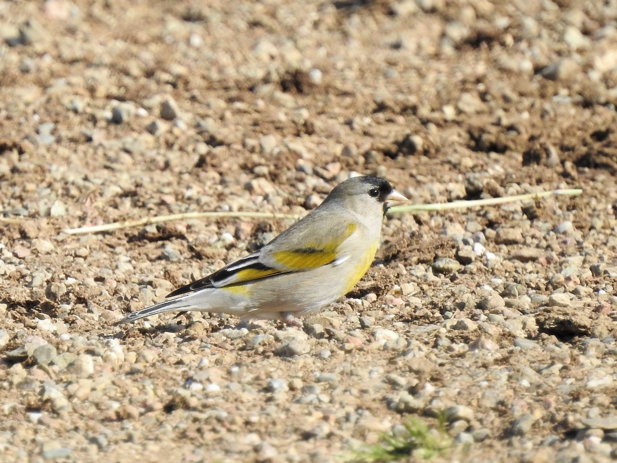 Lawrence's Goldfinch - ML227394101