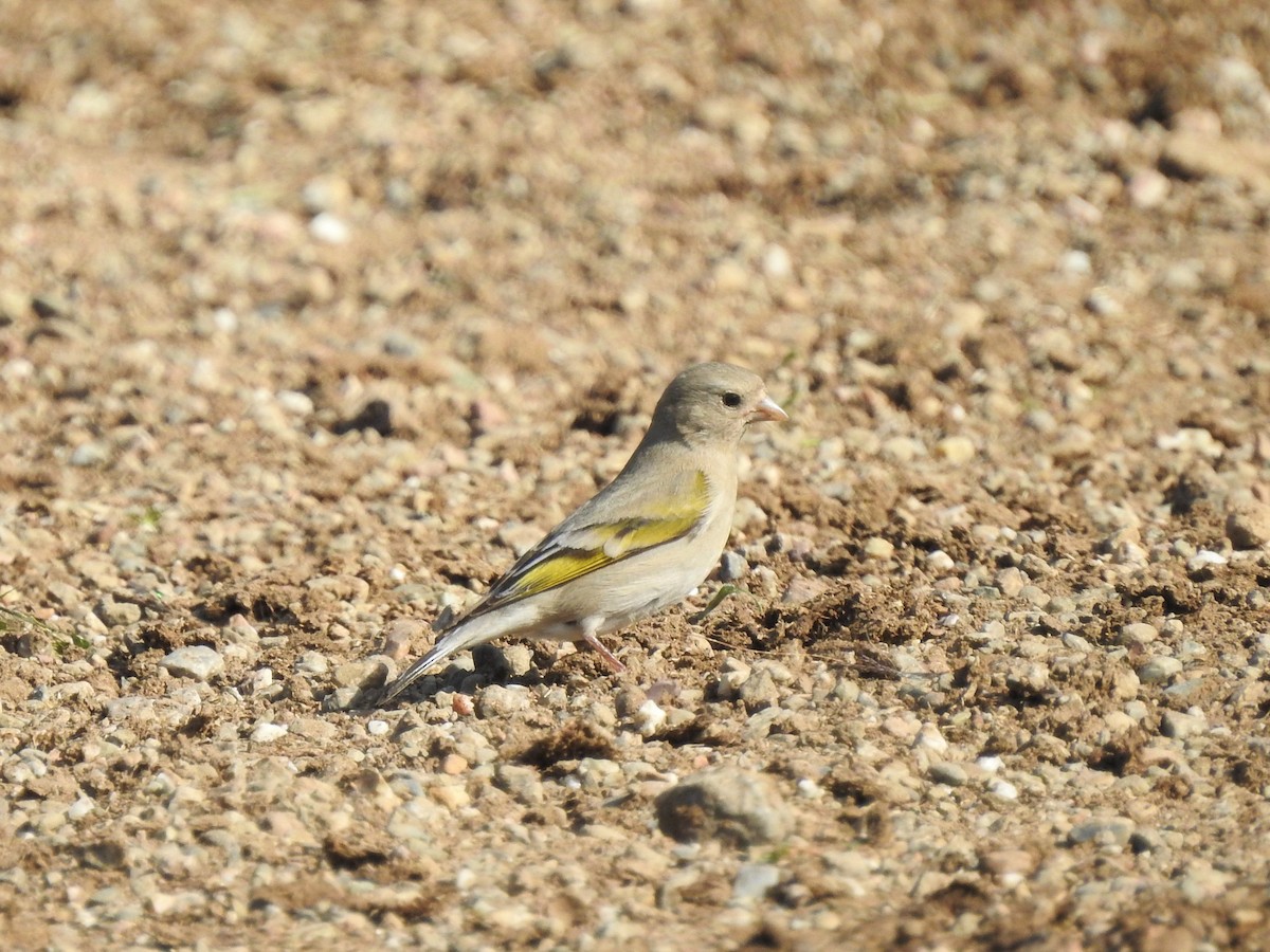 Lawrence's Goldfinch - ML227394111