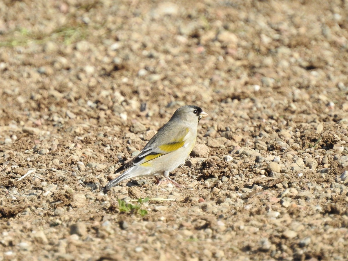 Lawrence's Goldfinch - ML227394121