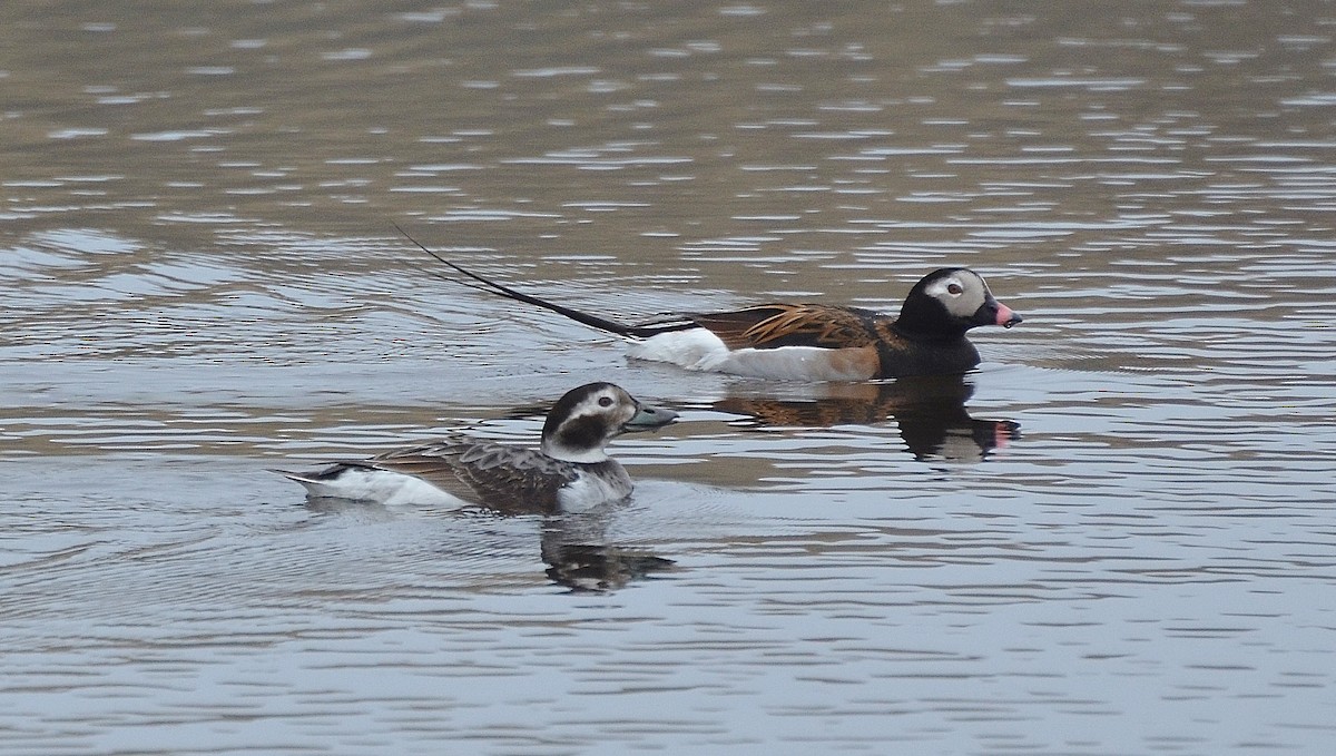 Long-tailed Duck - ML22739741