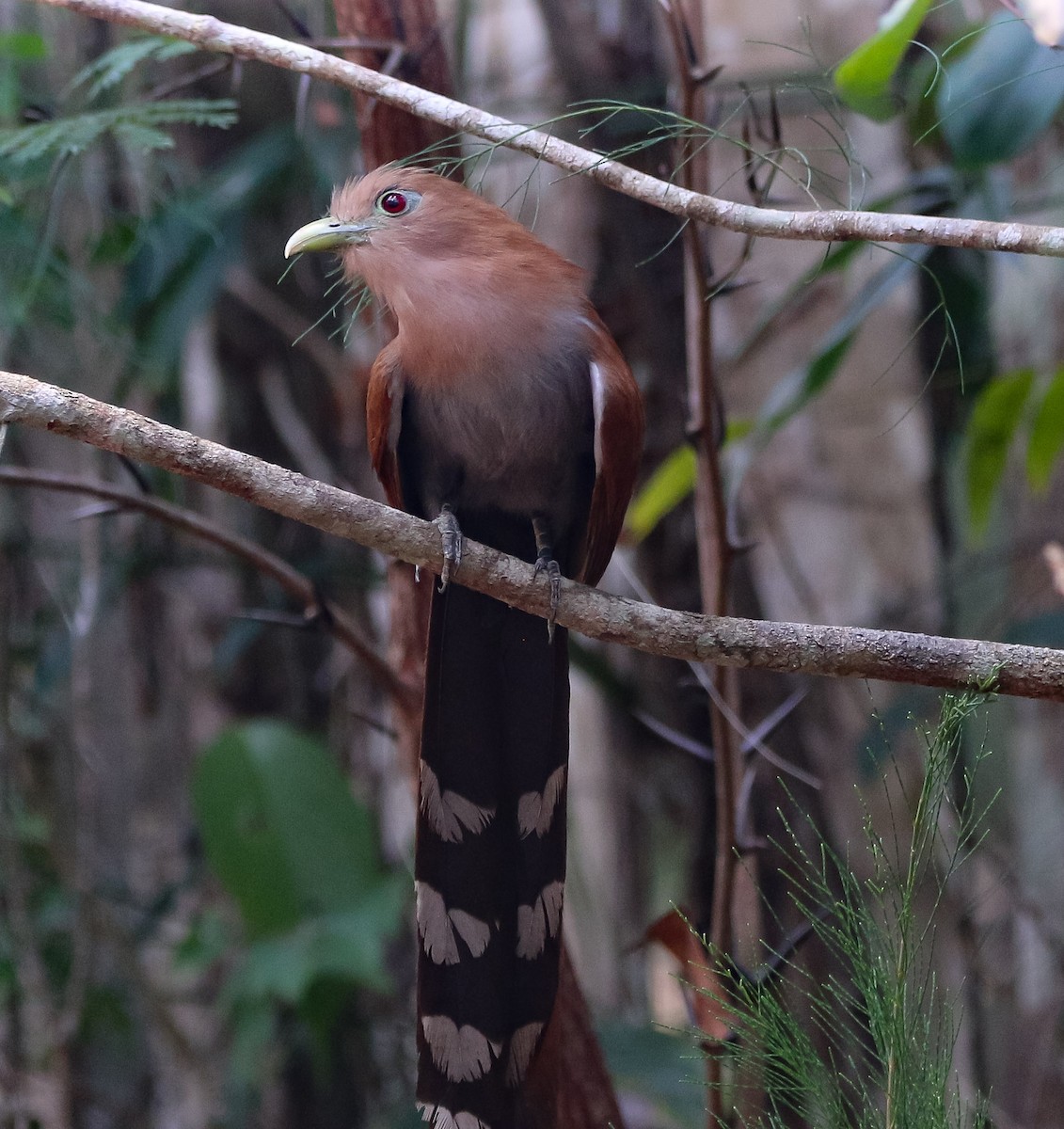 Squirrel Cuckoo - Isaias Morataya