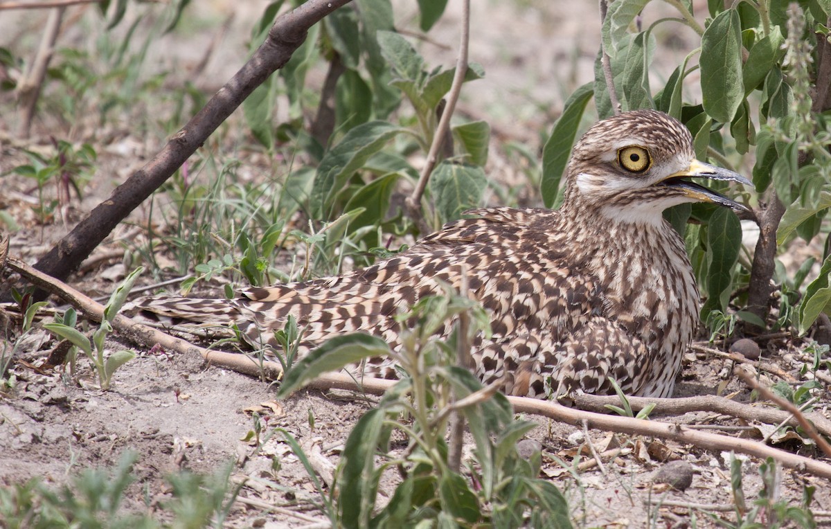 Spotted Thick-knee - ML22740161