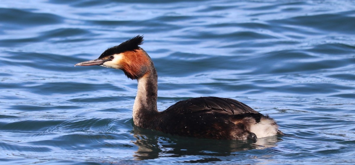 Great Crested Grebe - ML227402831