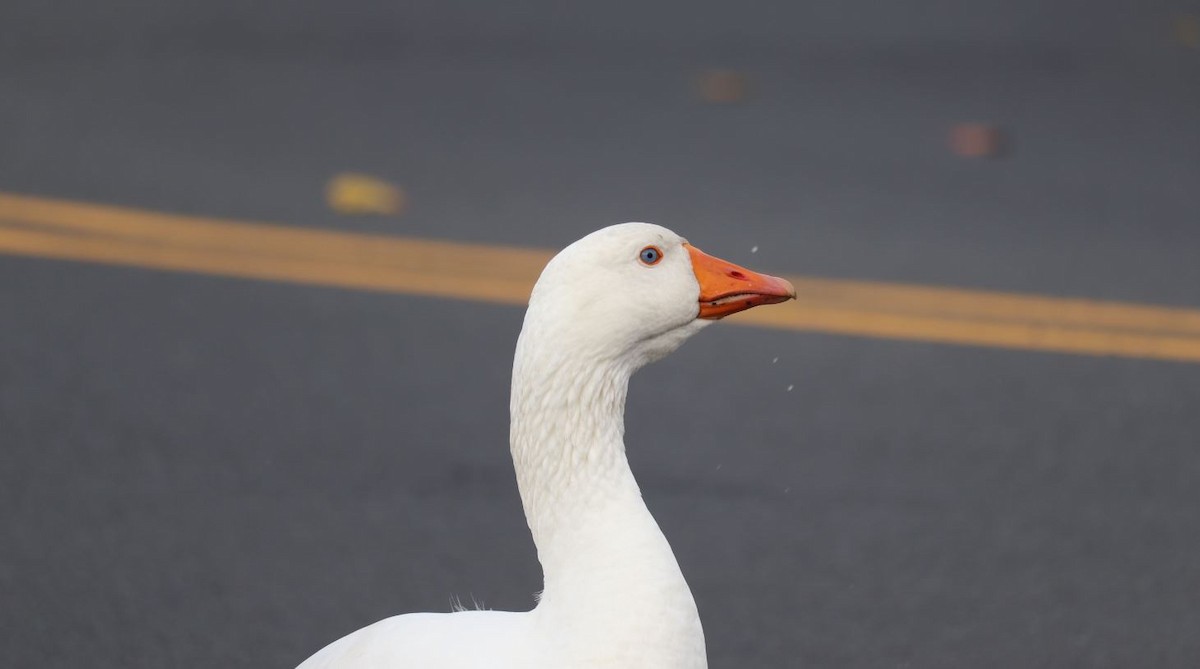 Graylag Goose (Domestic type) - ML227403011