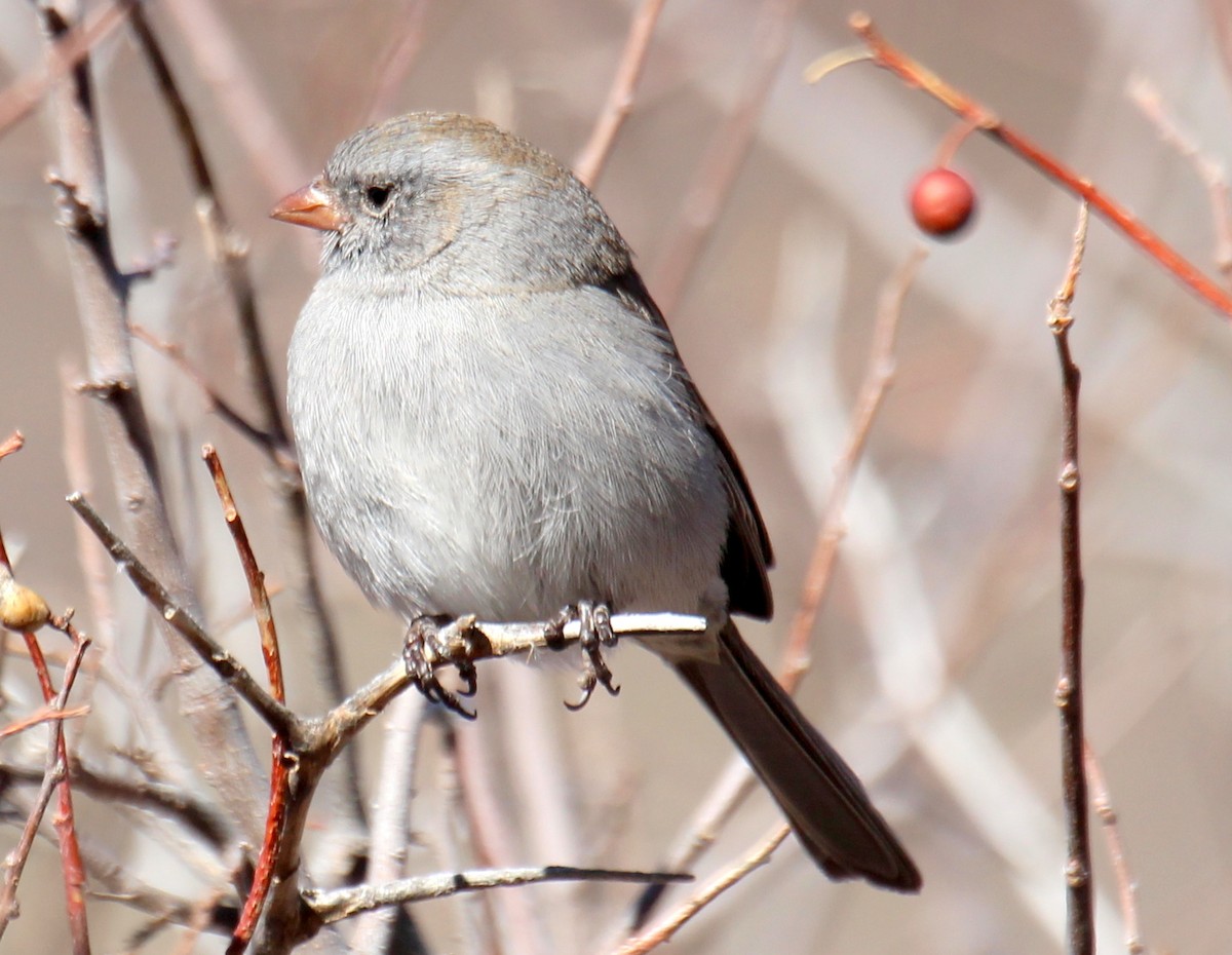 Black-chinned Sparrow - ML22740701