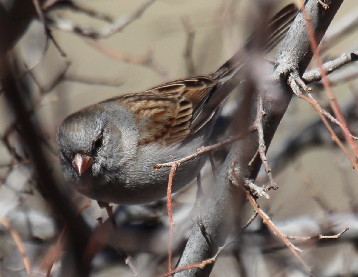 Black-chinned Sparrow - ML22740771