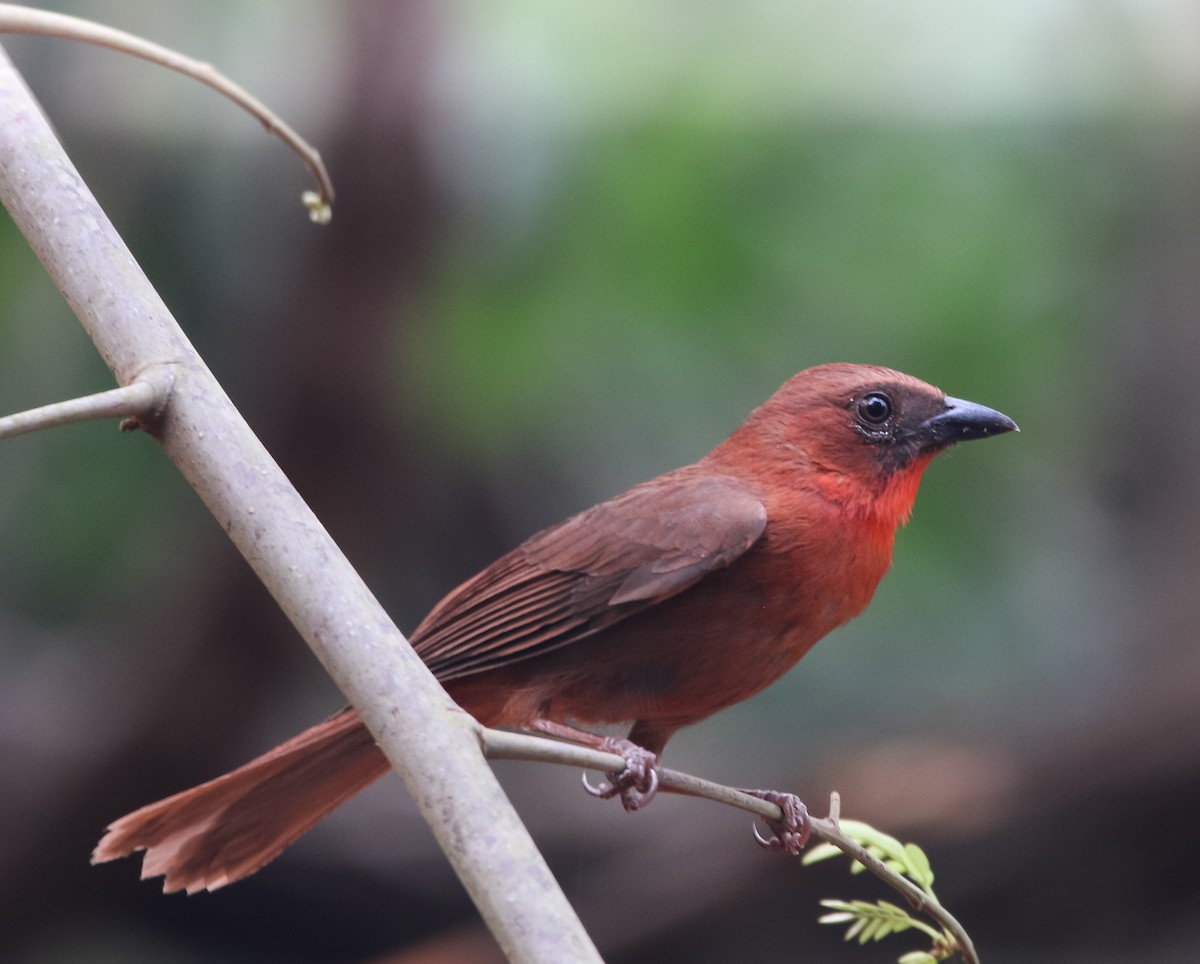 Red-throated Ant-Tanager - ML227409331