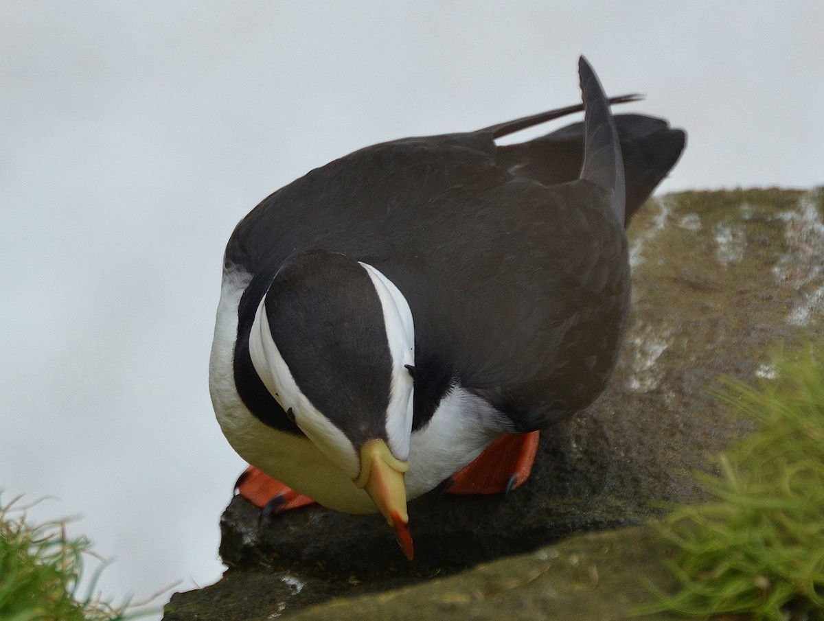 Horned Puffin - ML22741101