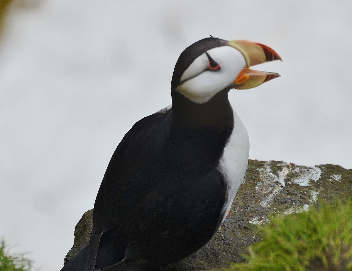 Horned Puffin - ML22741131