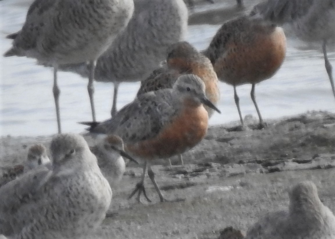 Red Knot - ML227414351
