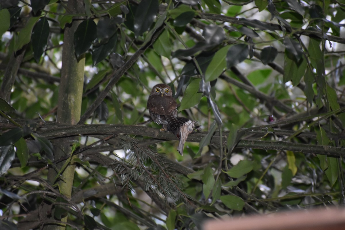 Northern Pygmy-Owl (Pacific) - ML227414501