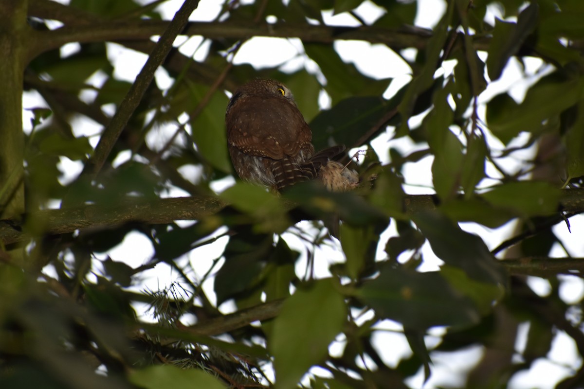 Northern Pygmy-Owl (Pacific) - ML227414551