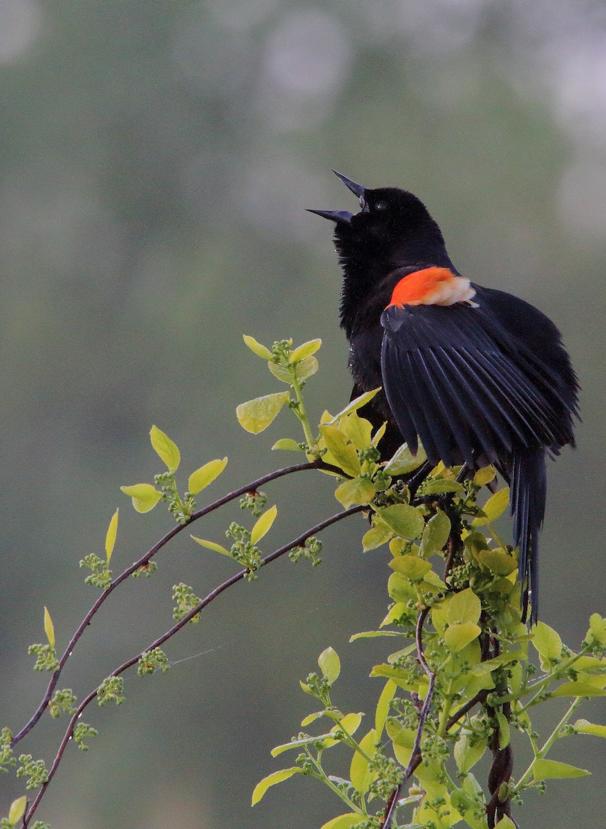 Red-winged Blackbird (Red-winged) - Nathan Tea