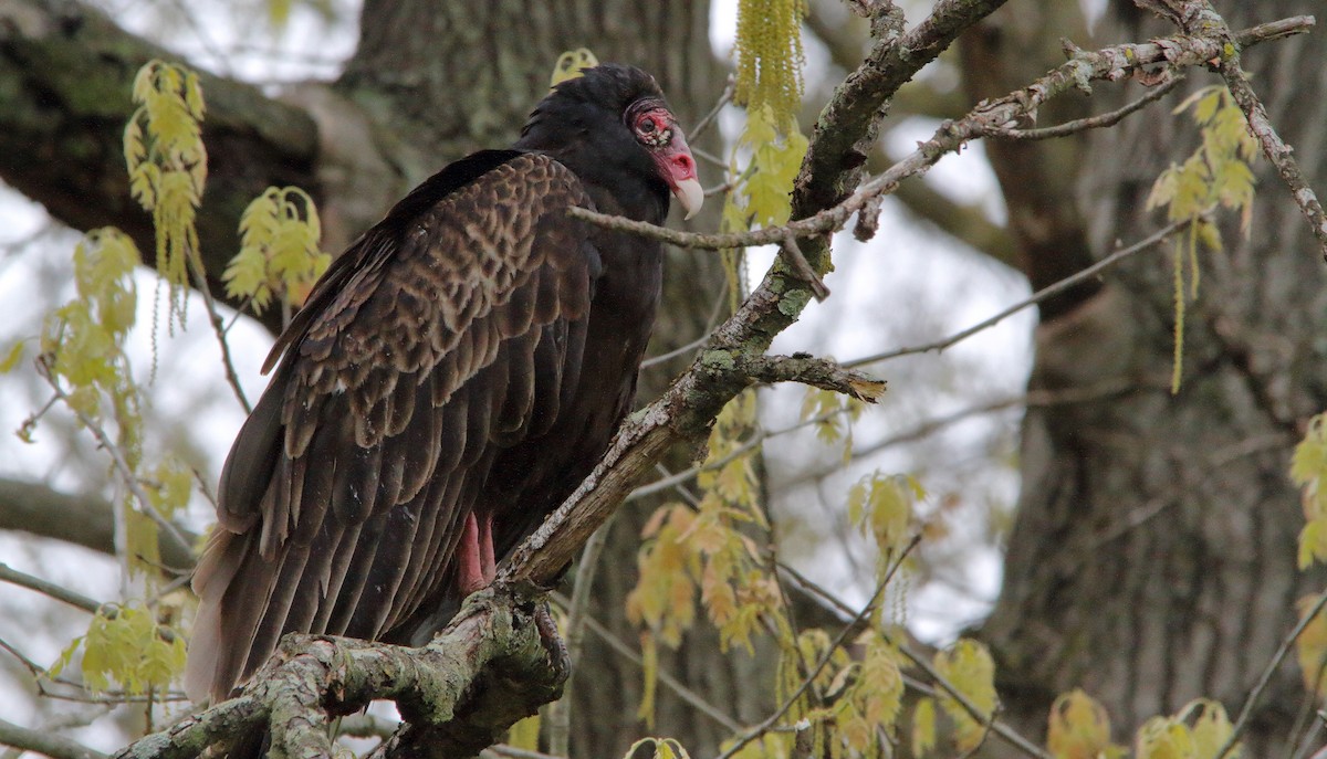 Turkey Vulture (Northern) - ML227418491