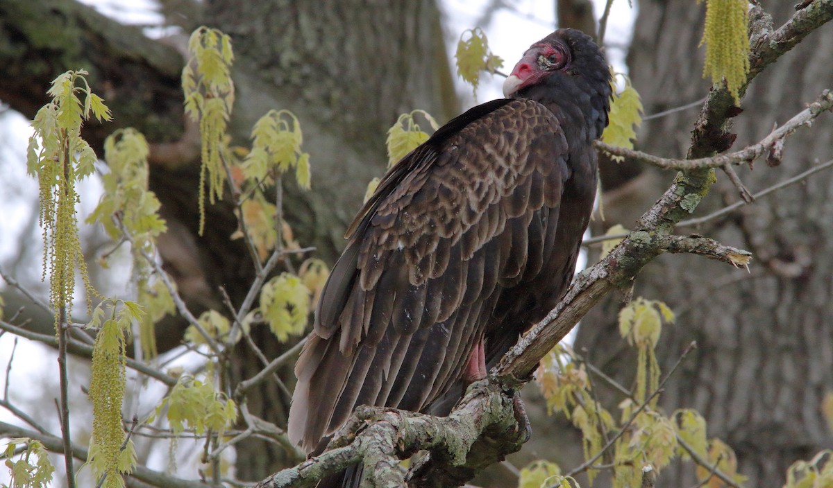 Turkey Vulture (Northern) - Nathan Tea