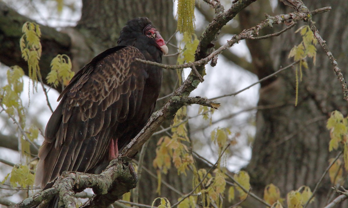 Turkey Vulture (Northern) - ML227418511