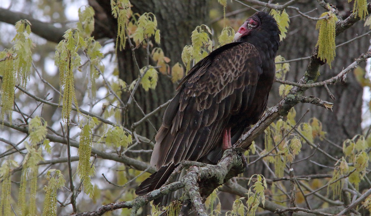 Turkey Vulture (Northern) - ML227418521