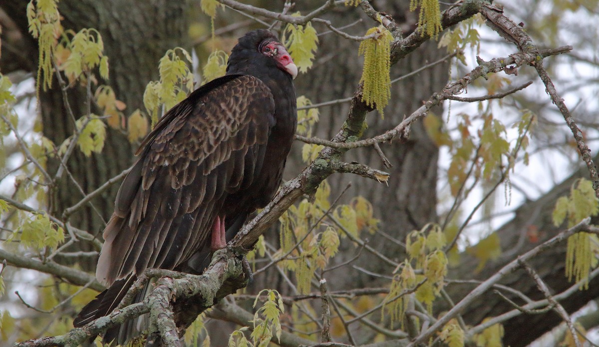Turkey Vulture (Northern) - ML227418531