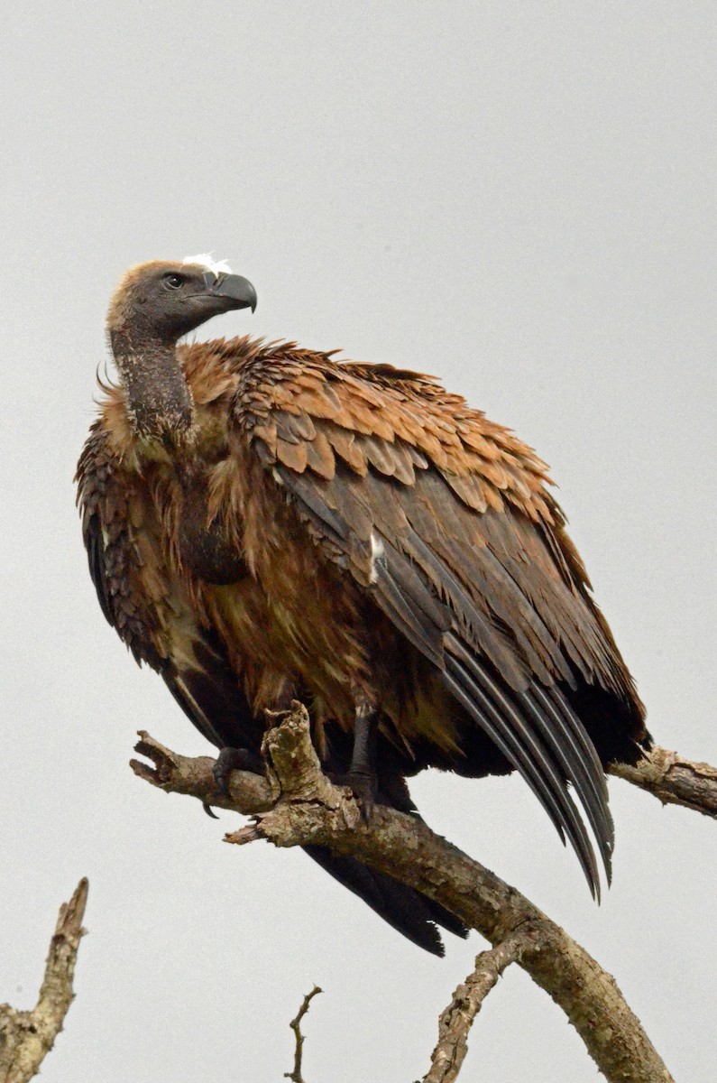 Lappet-faced Vulture - ML227418711