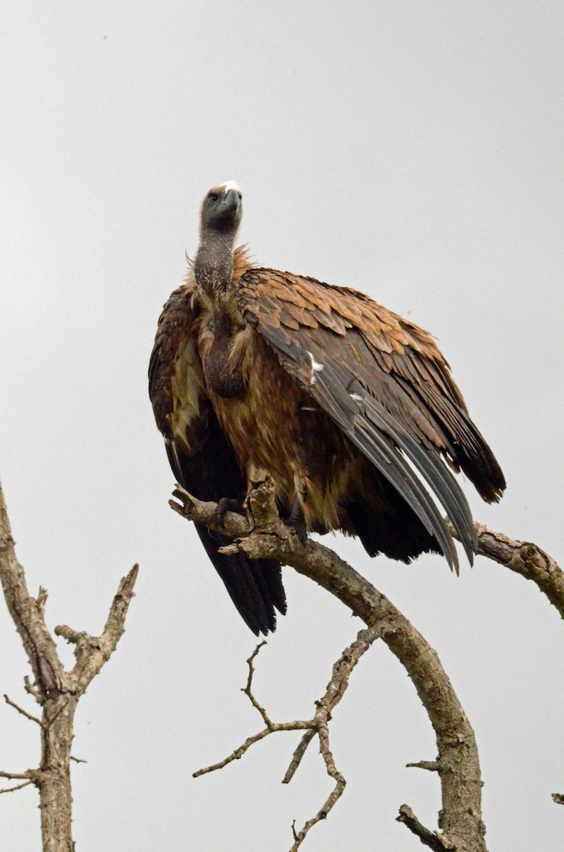 Lappet-faced Vulture - ML227419171
