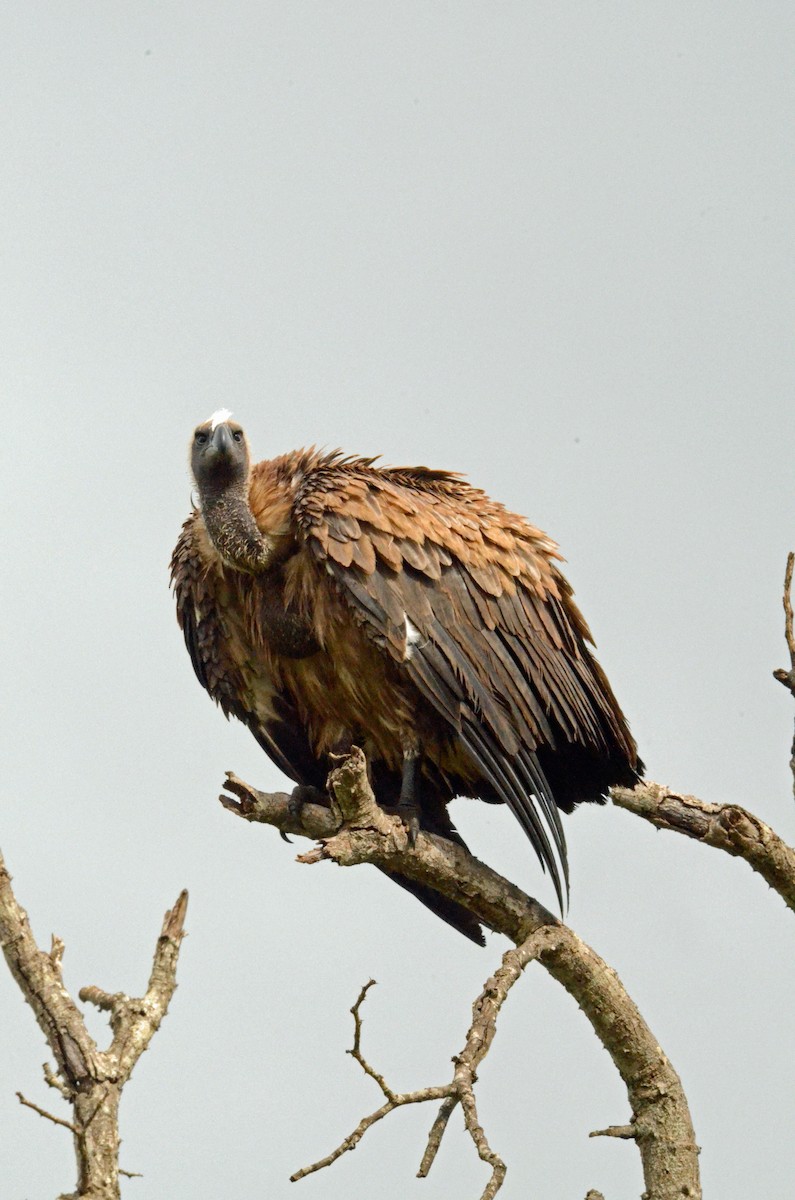 Lappet-faced Vulture - ML227419251