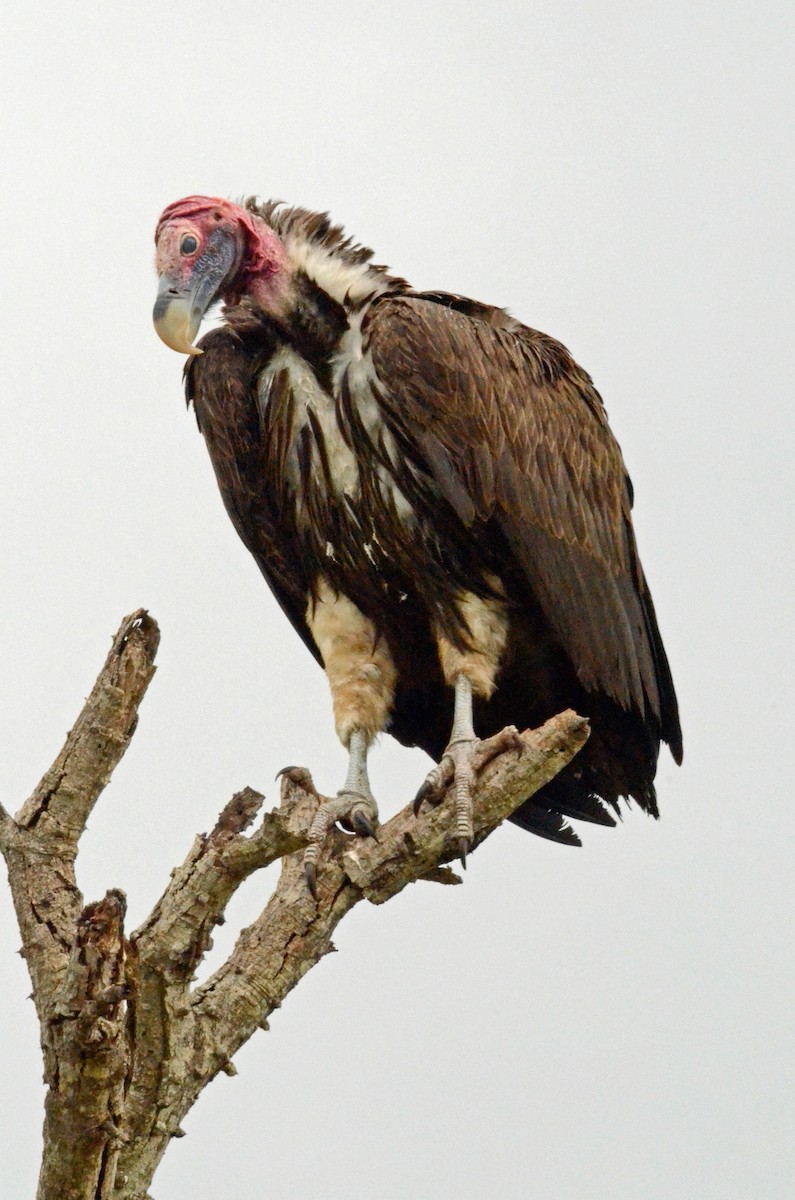 Lappet-faced Vulture - ML227419331