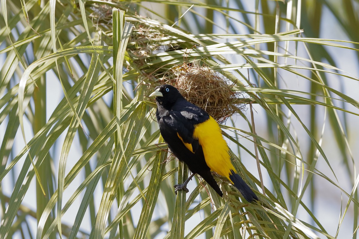 Yellow-rumped Cacique - ML227424451