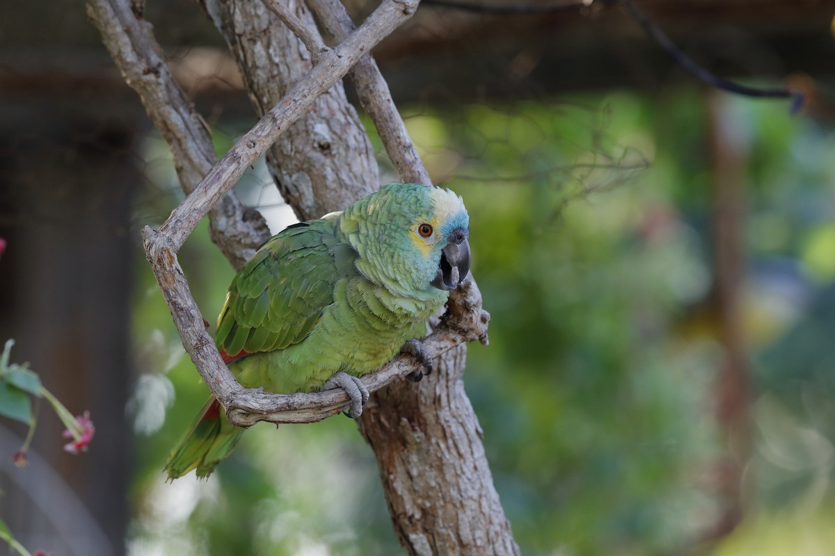 Turquoise-fronted Parrot - ML227424591