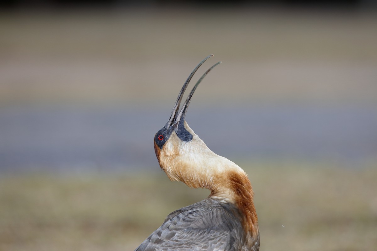 ibis bělokřídlý - ML227424731