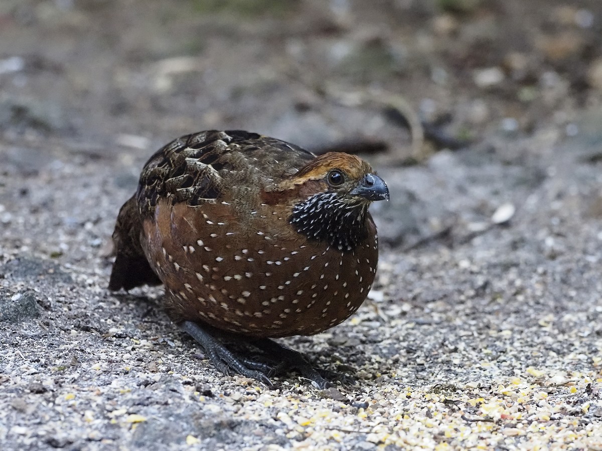 Spotted Wood-Quail - Manolo Arribas