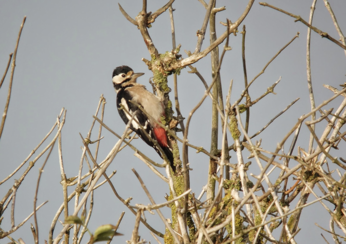 Great Spotted Woodpecker - Simon Colenutt
