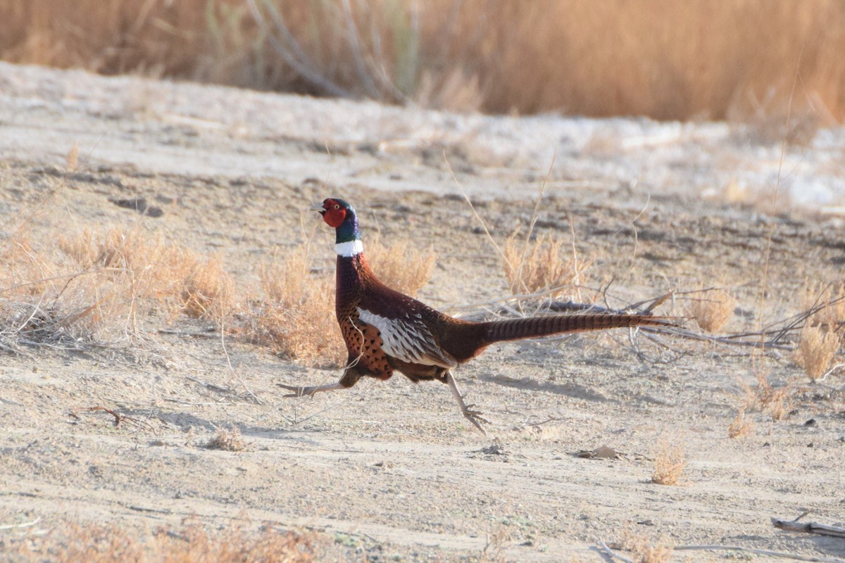 Ring-necked Pheasant - Andy Zhang