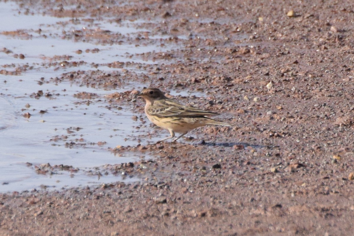 Red-throated Pipit - ML227429021