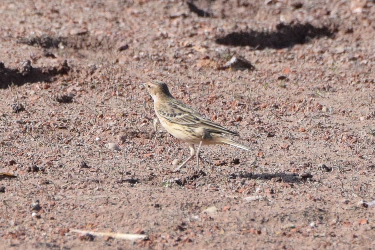 Red-throated Pipit - ML227429031
