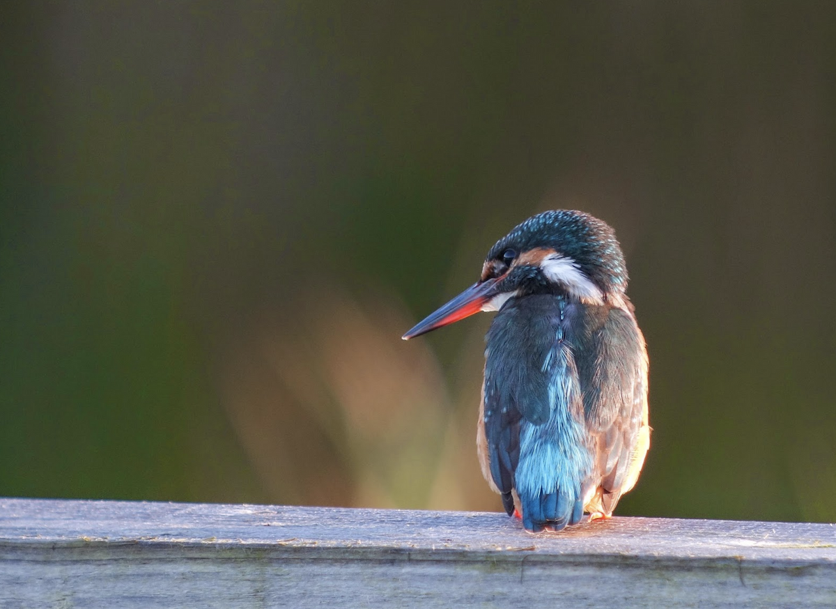 Common Kingfisher - Simon Colenutt